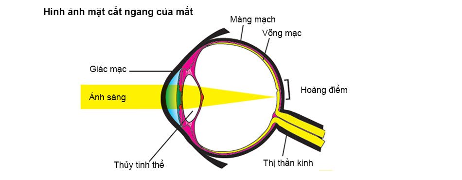 Hợp âm bài hát Khăn quàng thắp sáng bình minh | Bảng chuẩn nhất