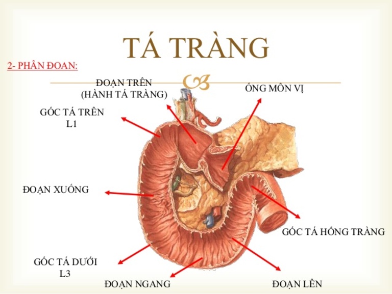 Hợp âm Đã Muộn Rồi - Trang Tạ (Hợp âm nâng cao) - Hợp Âm Chuẩn